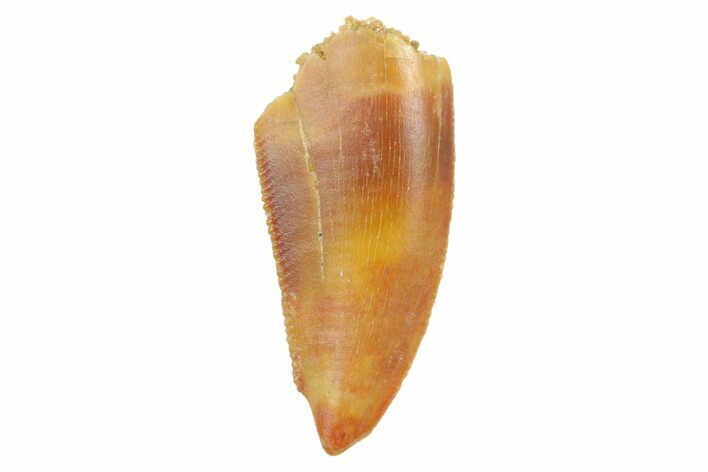 Serrated, Raptor Tooth - Real Dinosaur Tooth #186100